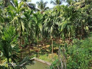 Land for sale in Panoor
