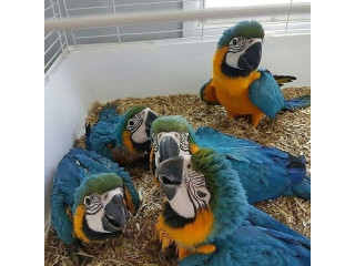 ADULT AND BABY MACAW PARROTS FOR SALE