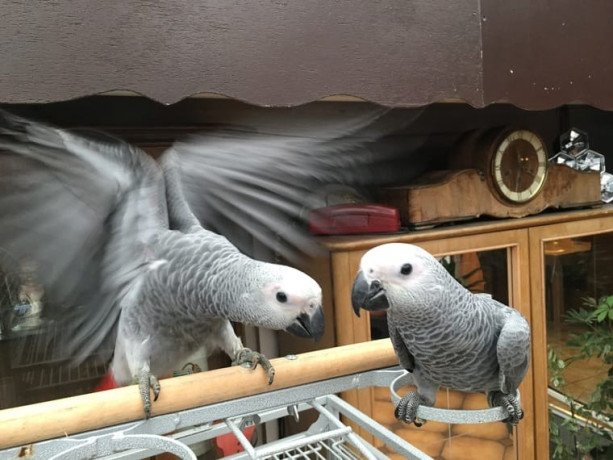 adult-and-baby-macaw-parrots-for-sale-big-2