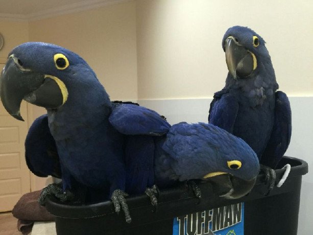 adult-and-baby-macaw-parrots-for-sale-big-1