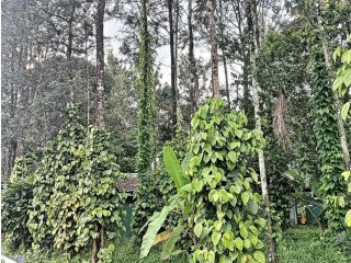 Land and homestay for sale in Munnar