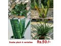 snake-plants-small-0