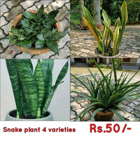 snake-plants-big-0