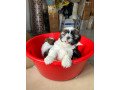 purebred-shihtzu-puppies-for-sale-for-cheap-price-8095708798-small-1