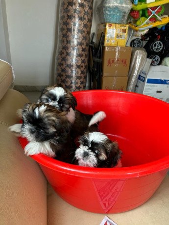 purebred-shihtzu-puppies-for-sale-for-cheap-price-8095708798-big-0