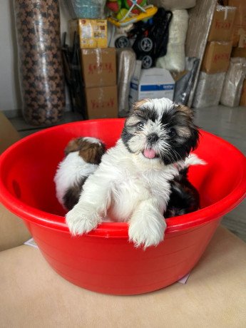 purebred-shihtzu-puppies-for-sale-for-cheap-price-8095708798-big-1