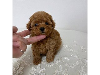 Teacup poodle puppies available