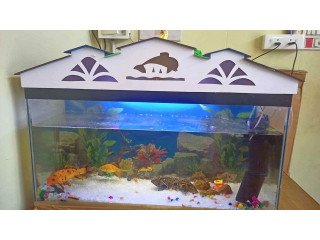 Fish tank full set