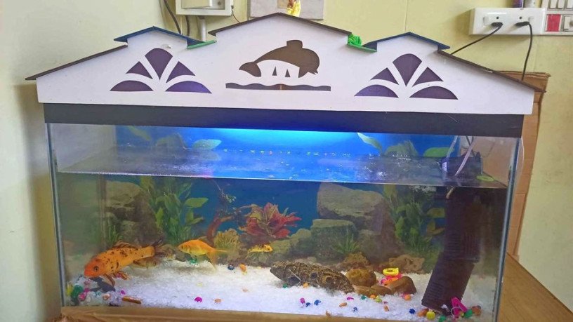 fish-tank-full-set-big-0