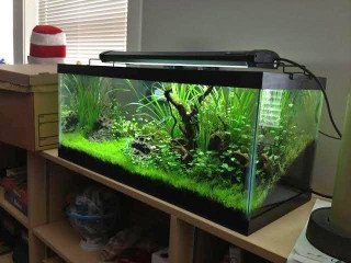 Aquarium tank with Carp fishes