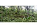 190acre-land-for-sale-near-munnar-anachal-small-1