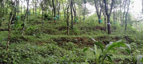 190acre-land-for-sale-near-munnar-anachal-big-1