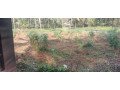 land-for-sale-in-kk-pandikkad-malappuram-small-1