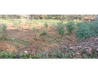 Land for sale in Kk pandikkad Malappuram