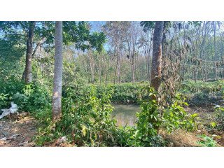 Land for sale in Moozhoor