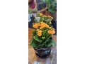 indoor-plants-small-0