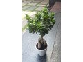 bonsai-small-1