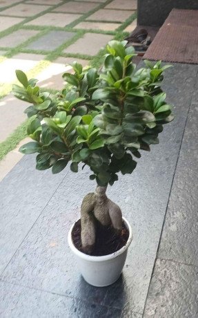bonsai-big-1