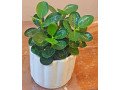 ficus-microcarp-small-0