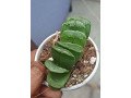 succulent-small-0