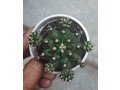 succulent-small-1