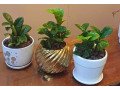 indoor-plants-for-sale-small-1