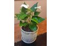indoor-plants-for-sale-small-0
