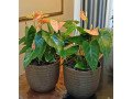 indoor-plants-for-sale-small-2