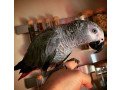 talking-congo-african-grey-parrot-for-sale-small-0