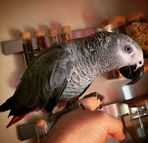 talking-congo-african-grey-parrot-for-sale-big-0
