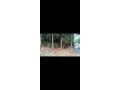 land-for-sale-in-kanjirappally-small-1