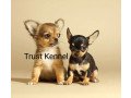 trust-kennel-chihuahua-puppies-available-here-small-0