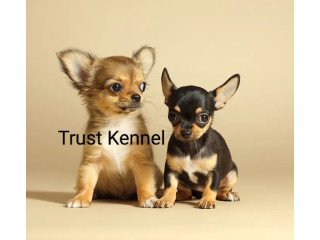Trust Kennel Chihuahua Puppies Available Here