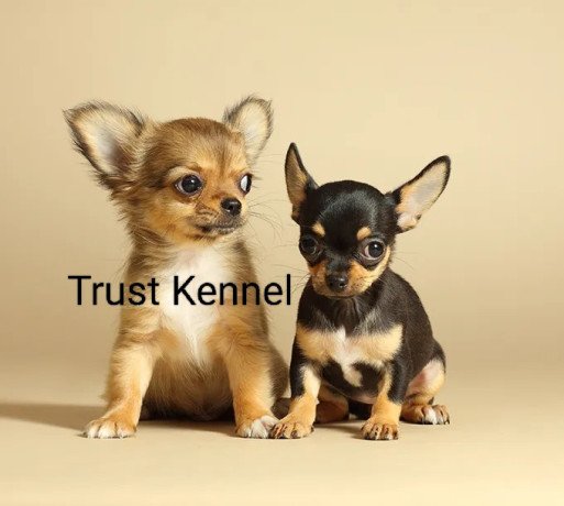 trust-kennel-chihuahua-puppies-available-here-big-0
