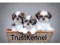 trust-kennel-shihtzu-puppies-for-sale-delhi-small-0