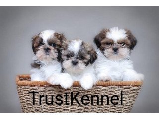 Trust Kennel ShihTzu Puppies For Sale Delhi