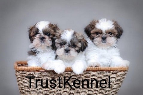 trust-kennel-shihtzu-puppies-for-sale-delhi-big-0
