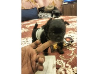 Chihuahua Pups For Sale Delhi TDK