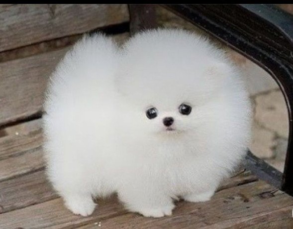 pomeranian-puppies-for-rehoming-big-0