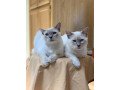 balinese-kittens-small-1