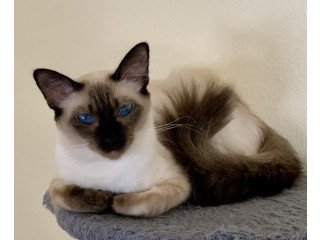 Balinese Kittens