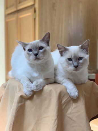 balinese-kittens-big-1