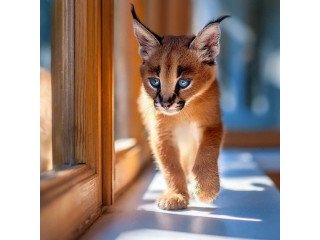 Caracal Kittens