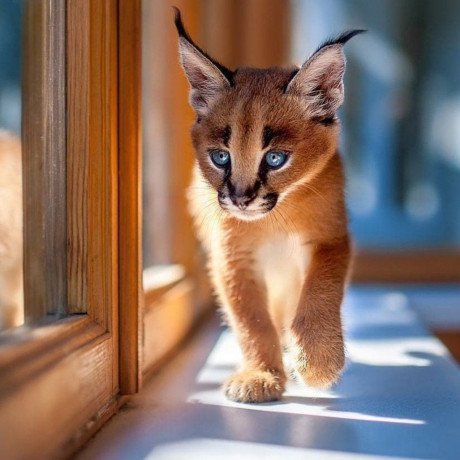 caracal-kittens-big-0
