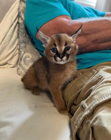 caracal-kittens-big-1