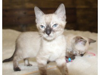 Snow/Silver/Charcaol/Brown Bengal Kittens