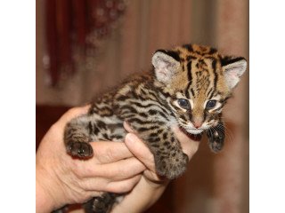 Ocelot Kitten
