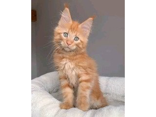Maine Coon Kittens