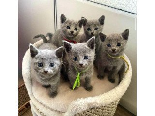 Russian Blue Kittens