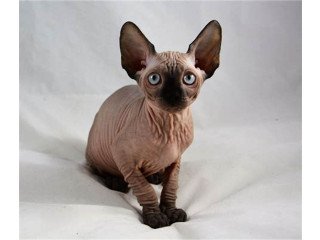 Sphynx Kittens